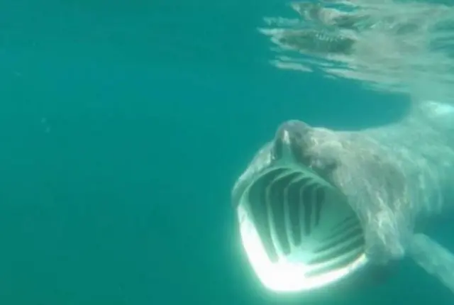 Basking shark