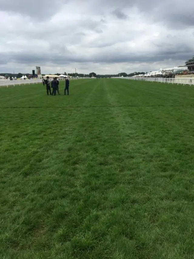 Grass on Ascot racecourse