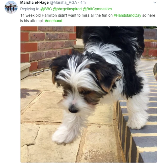 Handstanding dog