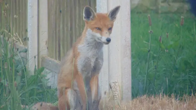 Fox in the garden in New Ollerton