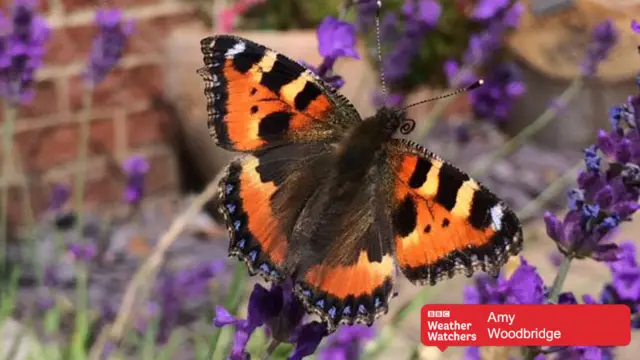 Butterfly at Woodbridge