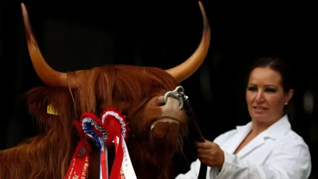 Highland cow Eleanor, from Angus, this year's breed champion in the Highland Cattle section