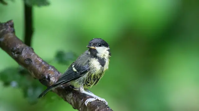 Young great tit