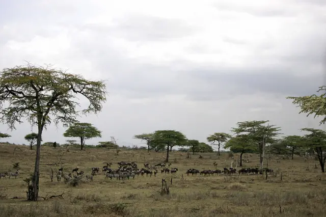 Zebras and Wildebeast graze in Selous Game Reserve, southern Tanzania, 02 September 2007. T