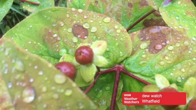 Raindrops on leaves in Whatfield.