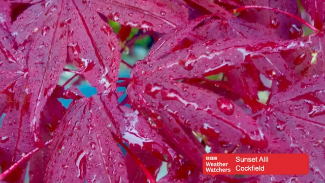 Wet, purple leaves in Cockfield.