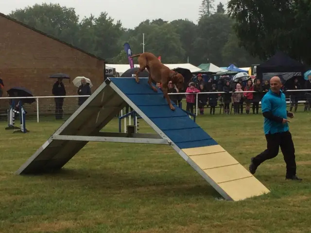 Dog doing trick