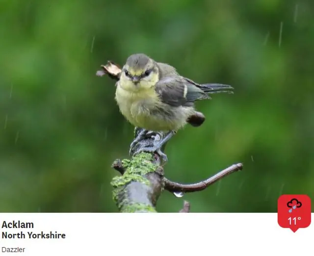 Wet bird