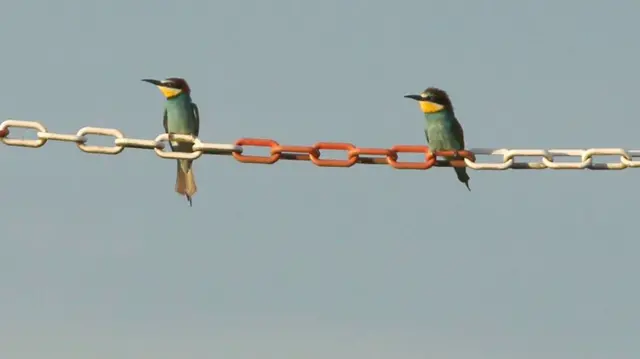 Birds in East Leake