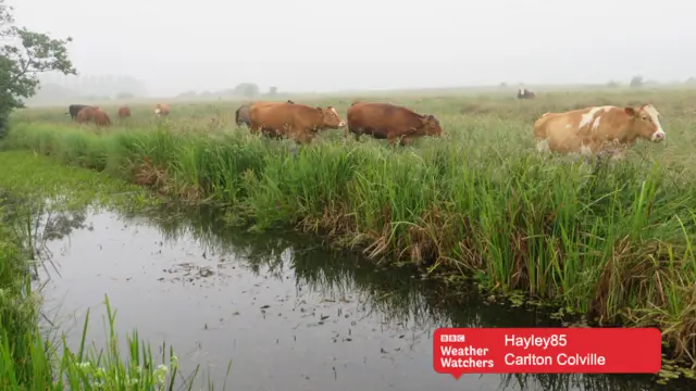 Cows in a wet field in Carlton Colville.