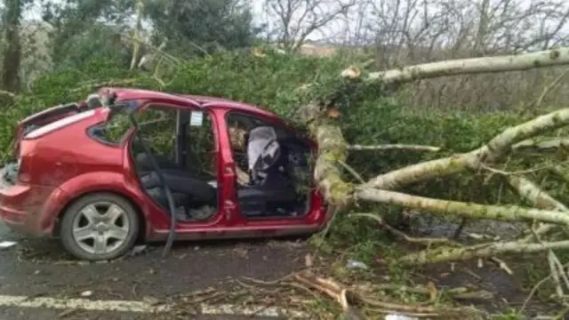 tree on car