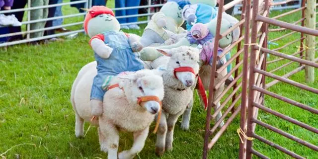 Sheep racing