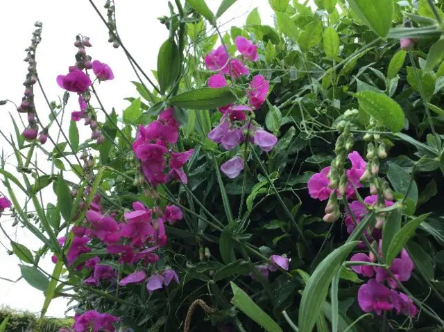 Flowers, Wymondham