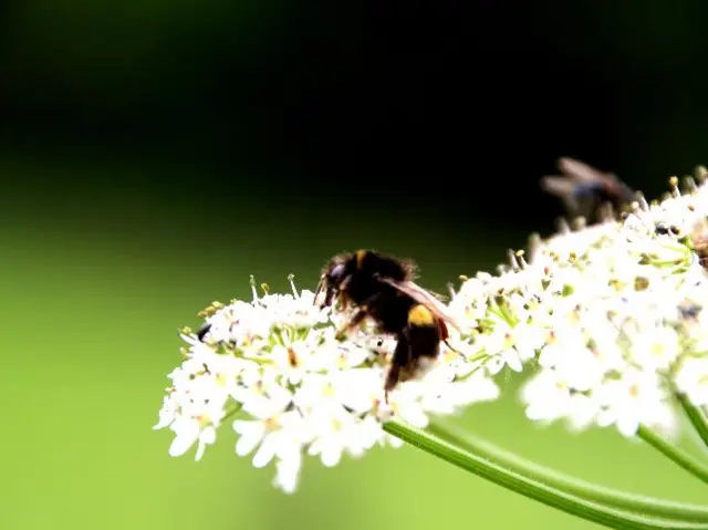 Bee on flower, Sheringham