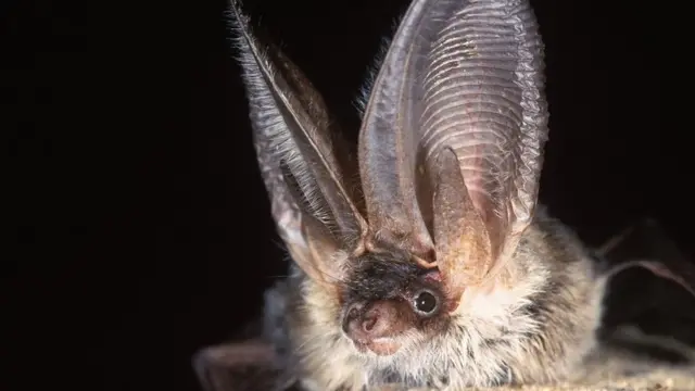 Brown long-eared bat