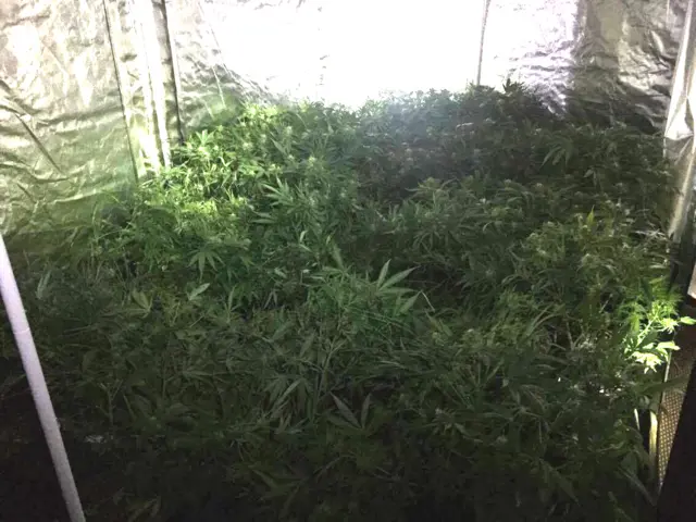 Cannabis farm