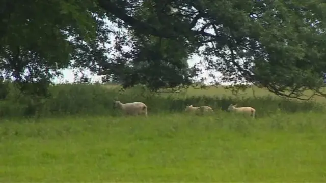Some of the remaining sheep