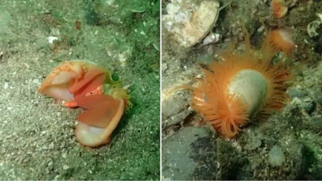 A dead flame shell photographed on the reef (L) compared with a healthy flame shell (R)