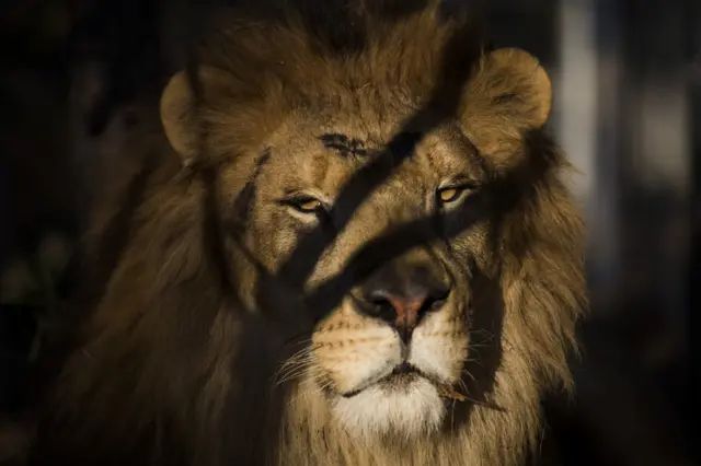 One of the 33 Lions enjoys his new enclosure at the Emoya 'Big Cat Sanctuary' on May 02, 2016 in Vaalwater, South Africa.