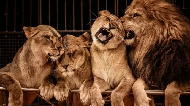 The bill would make it offence to use wild animals in travelling circuses