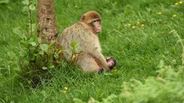 One of the new baby monkeys born at Trentham Monkey Forest