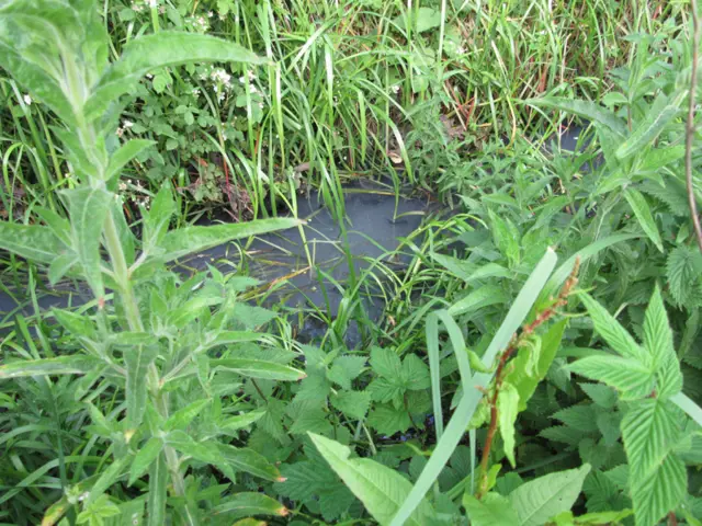 The  Netherfield Lagoon