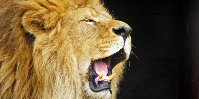 Lion