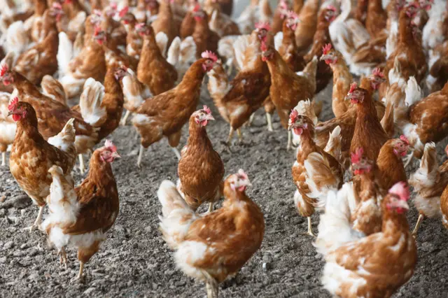 Poultry free range