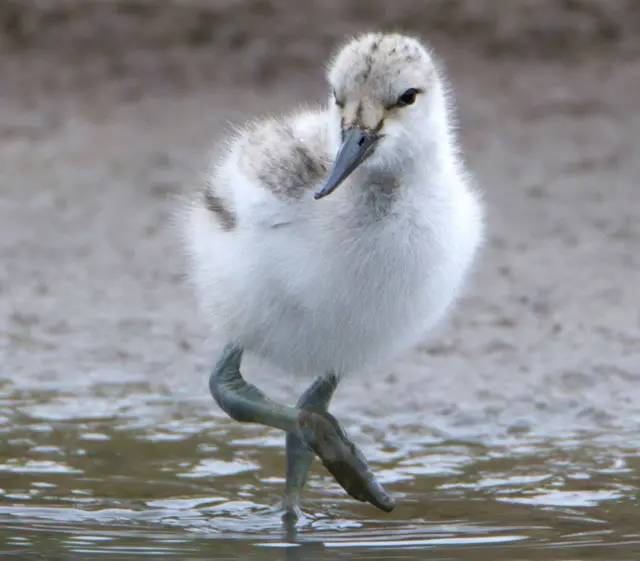 Avocet