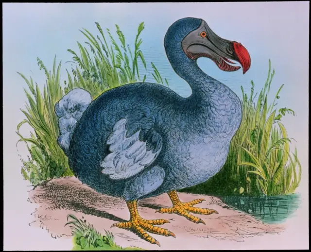 Dodo
