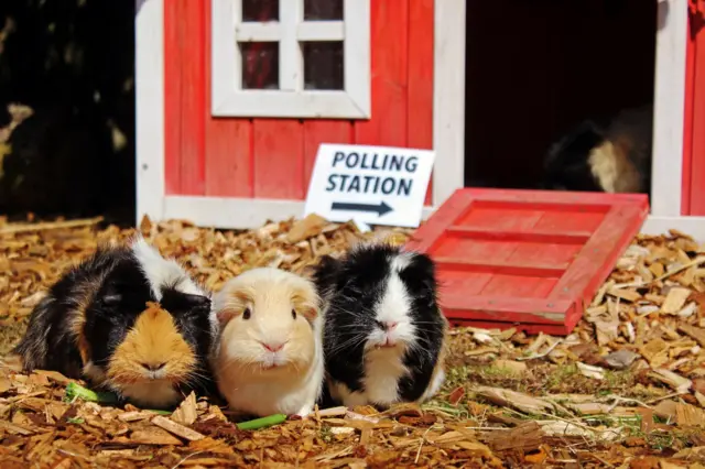Guinea pigs at miniature polling station