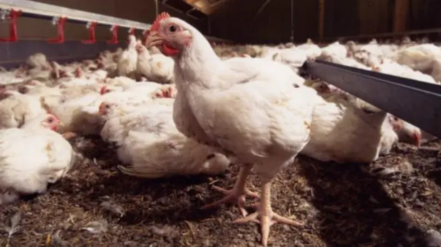 Chickens