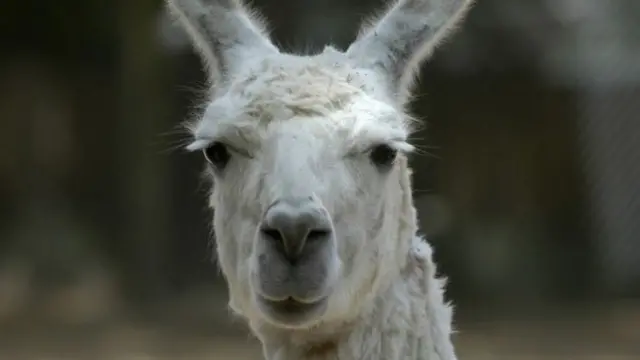 llama