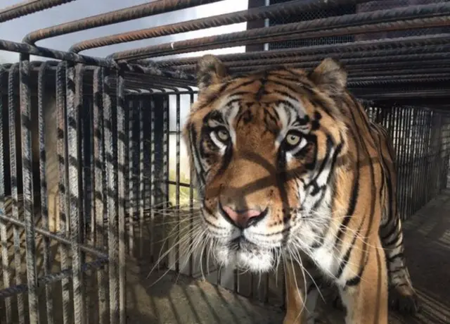 Tiger