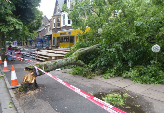 Fallen tree