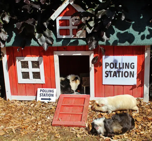 Guinea pigs at miniature polling station