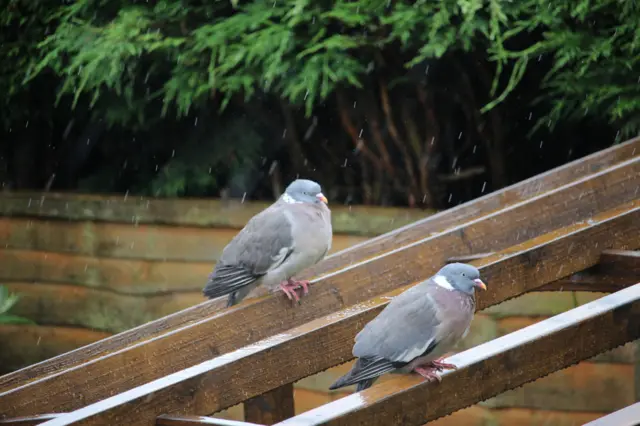 Pigeons in the rain