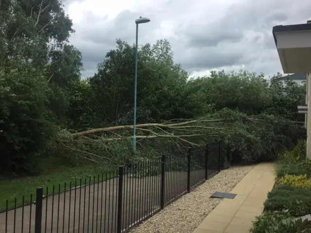 Fallen tree