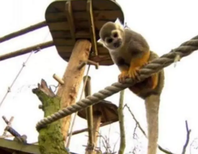 Monkey at Yorkshire Wildlife Park