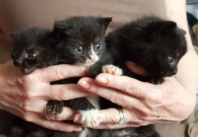 Three kittens are recovering