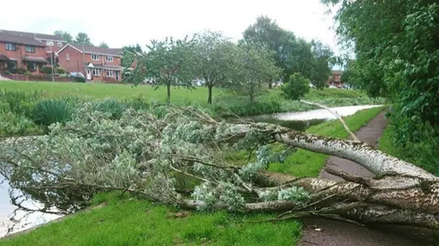 Tree down on canal