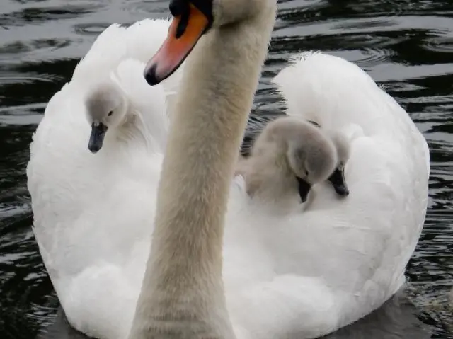 SWANS