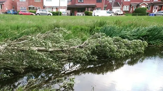 Tree down on canal