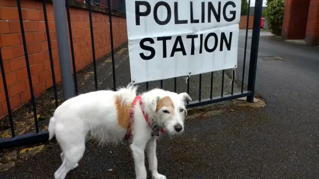 Dog at polling station