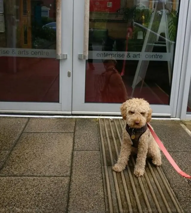 Dog at a polling station in Leeds