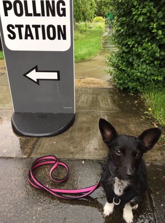 Tees the dog outside a polling station in York