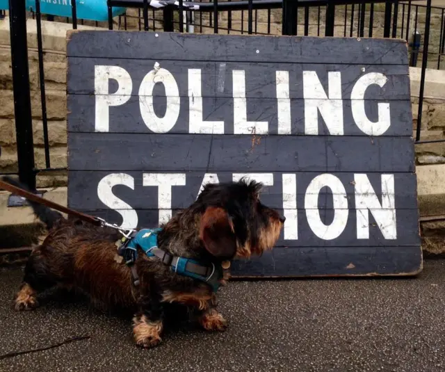 Lennie the dog at a polling station in Sheffield