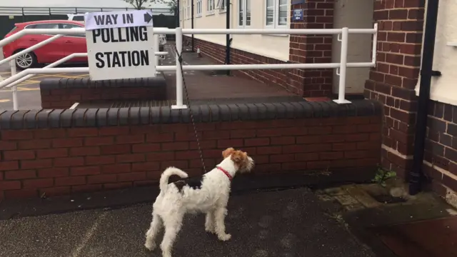 Ros Chimes' dog at polling station