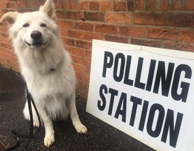 Wolfie the dog in York