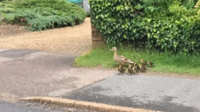 Ducks crossing Bell Lane